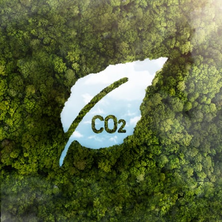 widok-na-zielone-drzewa-lesne-z-co2
